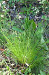 Prikly bog sedge